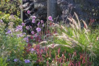 Pink border with Anemone hupehensis 'Serenade', Persicaria amplexicaulis 'Firedance' Phlox and Pennisetum orientale 'Karley Rose'.