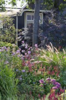 Pink border with Anemone hupehensis 'Serenade', Persicaria amplexicaulis 'Firedance' Phlox and Pennisetum orientale 'Karley Rose' with Sambucus nigra and shepherd's hut in the background.