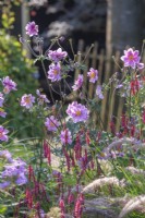 Anemone hupehensis 'Serenade' and Persicaria amplexicaulis 'Firedance'.