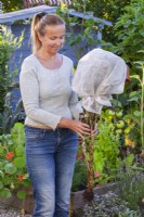 A woman collecting romaine lettuce seeds, the seedhead has covered with a fleece bag.