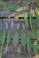 Drying purple and common sage sage leaves for a 5 to 10 days in a shade.