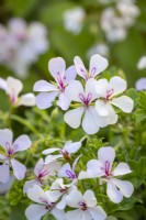 Pelargonium 'Viletta White' - Ivy trailing