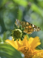 Vanessa cardui - Painted Lady Butterfly on Heliopsis 'Loraine Sunshine'