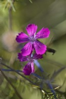 Dianthus carthusianorum - German pink