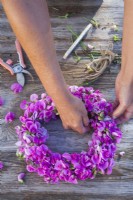 Making a wreath of sweet peas - Lathyrus latifolius.