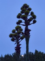 Agave montana at dusk with moonrise