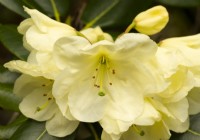 A close-up of Rhododendron falconeri at Inverewe Garden.