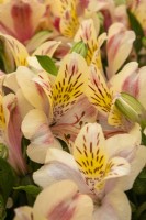 Alstroemeria 'Avrille' - Peruvian lily - RHS Hampton Court Palace Garden Festival 2023 - Pheasant Acre Plants.
