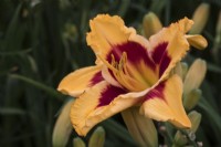 Hemerocallis 'Henry D Allnutt' - RHS Hampton Court Palace Garden Festival 2023 - Brookfield Plants