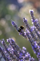 Lavandula x intermedia 'Grosso' with bumble bee