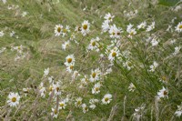 Leucanthemum vulgare in a wildflower meadow - oxeye daisy - Summer