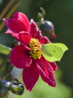 Gonepteryx rhamni - Brimstone butterfly on Dahlia  flower