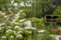Viburnum plicatum Watanabe in a bed with buttercups near seating area. RHS Chelsea Flower Show 2023 - The RSPCA Garden designed by Martyn Wilson Silver-Gilt