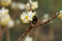 Bumble bee on Edgeworthia chrysantha - paper bush - shrub - winter