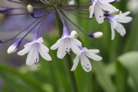 Agapanthus 'Fireworks'