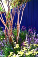 Multi-stemed of Lagerstroemia indica underplanted with Achillea millefolium 'Moonshine', Nepeta faassenii 'Junior Walker, Cirsium rivulare 'Trevor's Blue Wonder'  by a navy blue painted panels. June
Bord Bia Bloom, Dublin
Designer: Jane McCorkell

