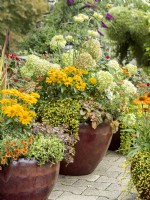 Larger pot planted with white-flowered Hydrangea paniculata and yellow-flowered Heliopsis helianthoides and Coreopsis, underplanted with foliage interest from Ajuga reptans and Muehlenbeckia complexa, autumn October