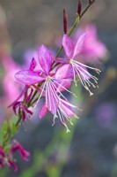 Gaura 'Emmeline Pink Bouquet' - August