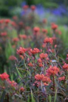 Euphorbia griffithii 'Fireglow', Perennial, May 