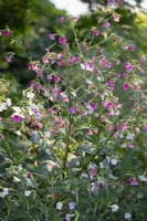 Nicotiana mutabilis, August 