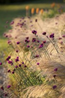 Dianthus carthusianorum, Stipa tenuissima, June 