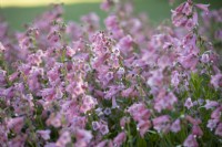 Penstemon 'Hidcote Pink', Perennial, June 