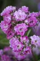 Rosa 'Belinda', Shrub Rose, June 