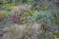 Winter border with 'Tete a Tete narcissus', grasses and colourful euphorbia stems at Winterbourne Botanic Gardens, February