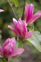 Magnolia 'Daybreak', Tree, May 