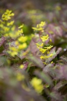 Epimedium perralchicum 'Frohnleiten', evergreen perennial, May 