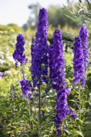 Delphinium 'Bruce', perennial, June 