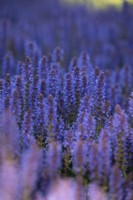 Salvia sylvestris 'Blauhugel', Perennial, June 