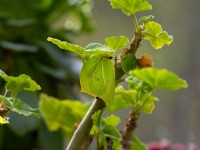  Brimstone butterfly Gonepteryx rhamni  resting  underneath a leaf  in cold weather Spring March