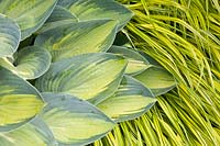 Portrait of hosta and forest grass 