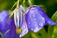 Portrait of bellflower, Campanula persicifolia 