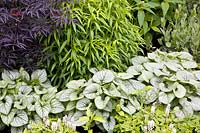 Ground cover under trees 