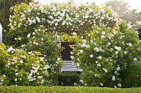 Arbor with climbing roses 
