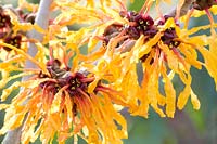 Portrait Witch Hazel 