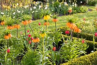 Fritillaria in the garden 