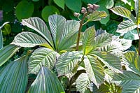 Portrait of Rodgersia pinnata Superba 