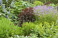 Perennial bed in June 