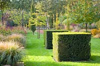 Autumn garden with topiary yew 