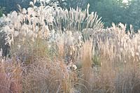 Grasses in winter 