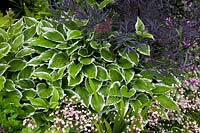 Combination of ornamental foliage plants and woody plants 