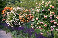 Standard roses, underplanted with sage 