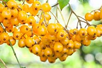 Berries of the Rowan, Sorbus aucuparia Xanthocarpa 