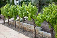 Grapevines as decorative trellis 