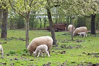 Pasture with sheep 