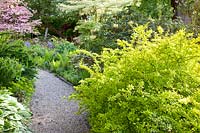 Forest garden with shrubs and trees 