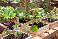 Growing vegetable plants 